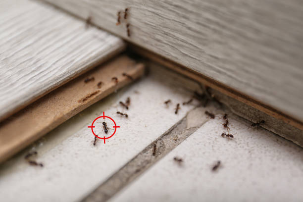 Best Pest Control for Restaurants  in Lexington Park, MD