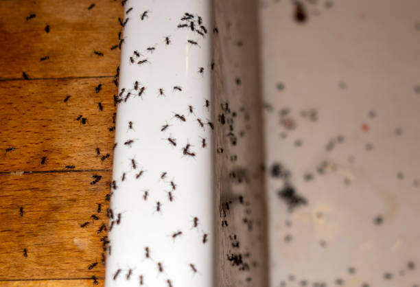 Best Emergency Pest Control  in Lexington Park, MD
