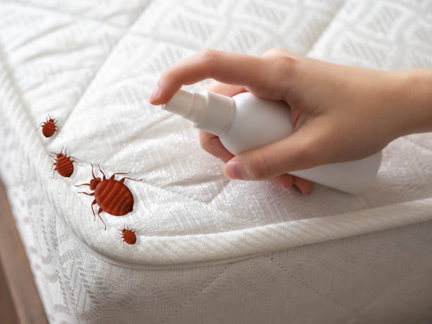 Best Termite Control Services  in Lexington Park, MD