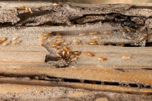 Best Pest Control Treatment  in Lexington Park, MD